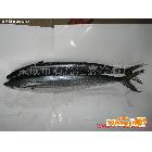 供應(yīng) 匯鑫冷藏廠經(jīng)濟(jì)魚(yú) 鲅魚(yú)