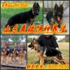 上海上海哪里有賣狼青犬的狼青犬價(jià)格