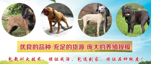 新聞：焦作犬哪家好