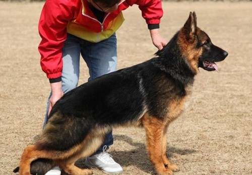 本溪杜高犬多少錢一條