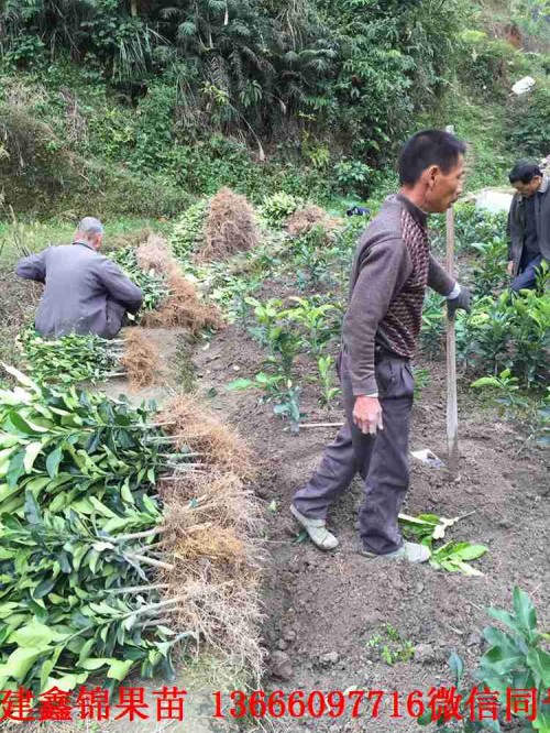 新聞：怒江泰國(guó)糖白青柚苗