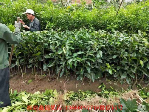 新聞：金華求購(gòu)紅心柚子苗