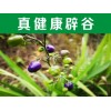 長春寺廟辟谷——這里薦選【辟谷養(yǎng)生班】辟谷哪家專業(yè)