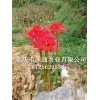 供應(yīng)曼珠沙華球根_老鴉蒜種子價(jià)格行情(推薦商家)(圖)-出售