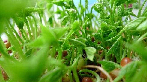 永定-小麥草芽苗菜種植技術(shù)....