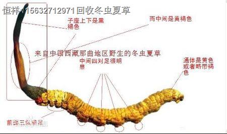 郴州(收購-回收）冬蟲夏草丨郴州哪里回收蟲草