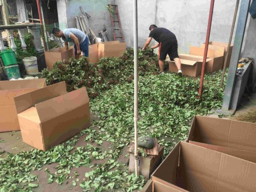 福建京桃香草莓種植用什么底肥