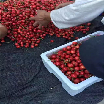 天津市京桃香草莓上市時(shí)間