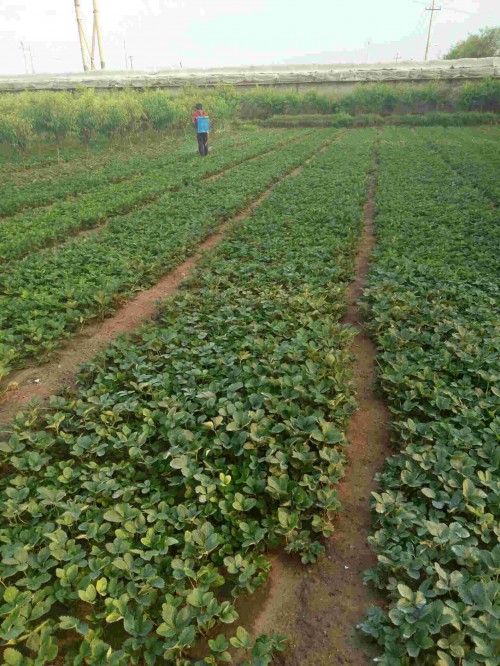 湖南桃熏草莓種植使用什么底肥