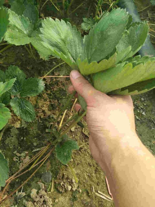 新疆紅顏草莓大棚種植需要滴灌嗎