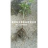 新聞:出售九月黃種苗_九月黃種苗種植基地(多圖)