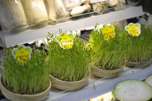 海州芽苗菜無土栽培種植技術